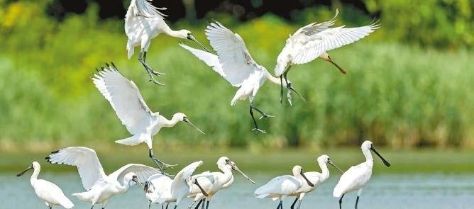 Temporada de observación de aves comienza con llegada de espátulas