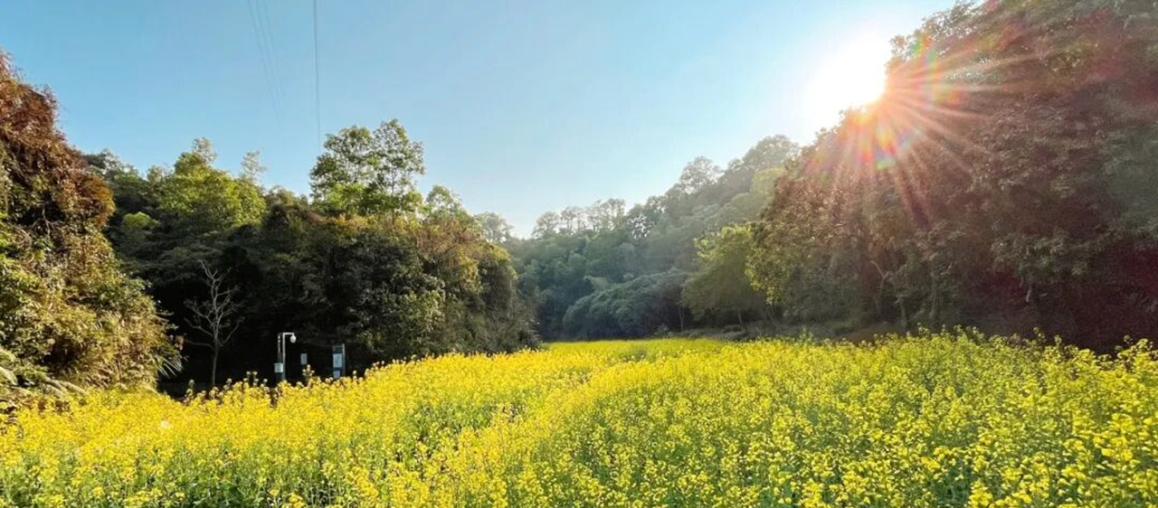 La floración de la colza marca la llegada de la primavera